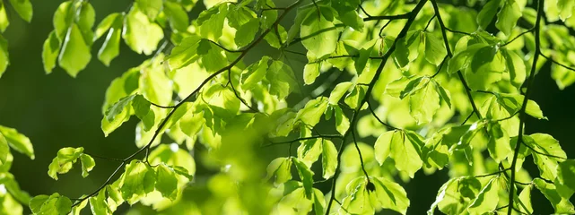 Zelfklevend Fotobehang Bomen lentebos - verse bladeren en zonnestralen