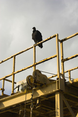 Vulture