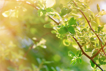 Obraz premium Fresh, young spring leaves bathed in spring sunshine