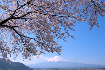 富士山と桜