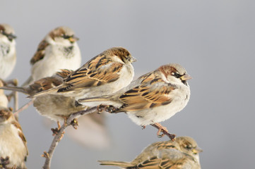 flock of sparrows, sunny