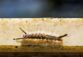 Poisonous Caterpillar Macro photo