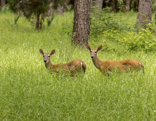 Two female Deer graze in the woods.
