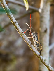 A large unusual bug walks up a branch of a tree.