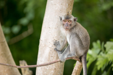 Grey monkey on tree