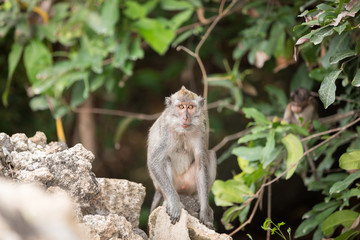 Young long-tailed monkey