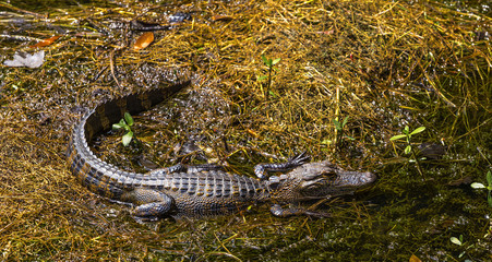 A Juvenile Alligator rests in a pond.