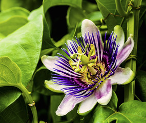 A Close up photo of a purple passion flower.