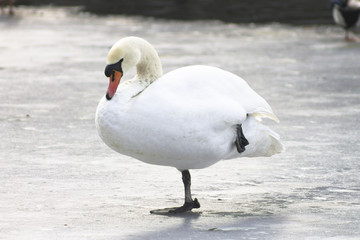 mute swan on the ice, winter