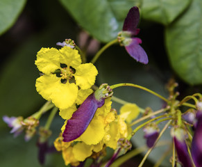 Obraz premium Close up of yellow and purple tropical flowers.