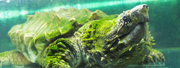 Alligator snapping turtle in an aquarium