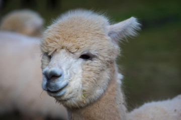 Obraz premium Worrier in the garden