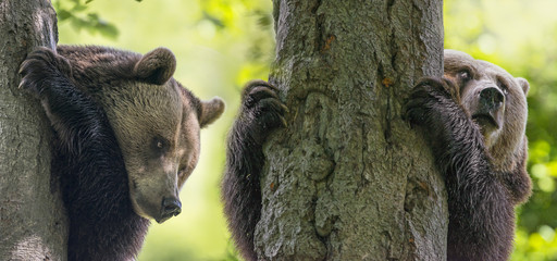 brown bears on a trees