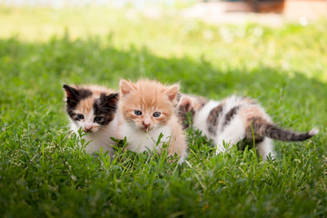 Naklejka premium Котята