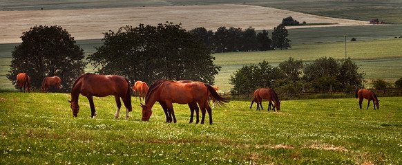 Fototapeta Pasące się konie obraz