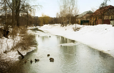 Landscape with river and ducks in water