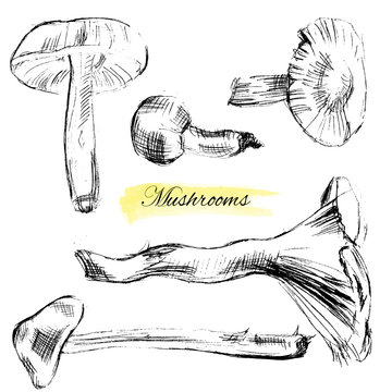 Mushroom hand drawn sketch, Vector elements isolated on white, Drawing a black line, set of graphic mushrooms