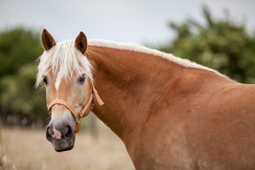 gl&uuml;cklicher Haflinger