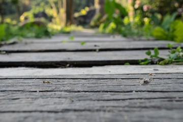 wood walk way