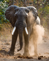 Obraz premium Wild Elephant throws the dust. Zambia. South Luangwa National Park. An excellent illustration.