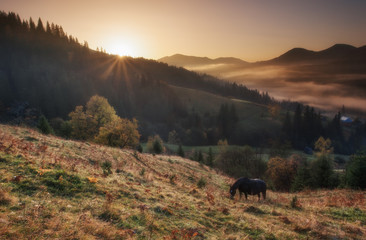 Carpathian Mountains. Dawn sun, horses graze on the hills in the fog