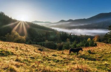 Carpathian Mountains. Dawn sun, horses graze on the hills in the fog