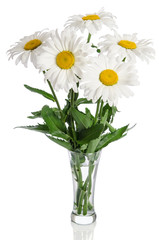 bouquet of daisies on white background