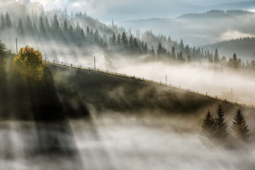 Carpathian Mountains. Morning in the mountains, rays make their way through the fog lighting trees