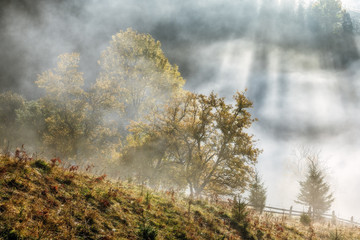 Carpathian Mountains. Morning in the mountains, rays make their way through the fog lighting trees