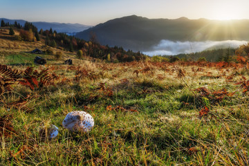 Carpathian Mountains. The rising sun lights up the mountain slopes, the fungus