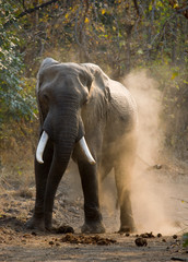 Fototapeta na wymiar Wild Elephant throws the dust. Zambia. South Luangwa National Park. An excellent illustration.