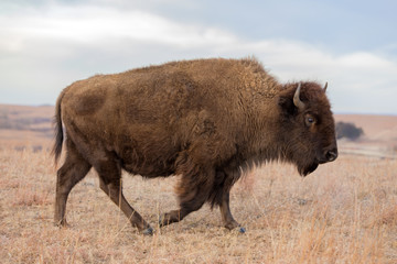 American Bison walking, Maxwell Wildlife Preserve, Kansas