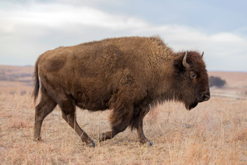 American Bison walking, Maxwell Wildlife Preserve, Kansas © Carbonbrain
