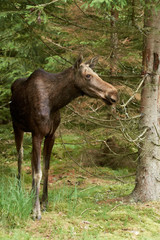 Naklejka na ściany i meble Eurasian Elk (Alces alces)