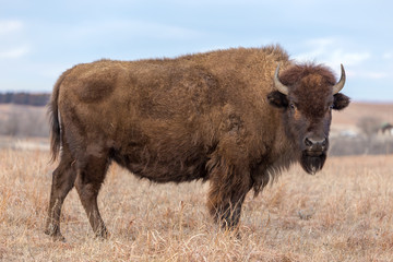 American Bison, Maxwell Wildlife Preserve, Kansas