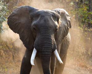Wild Elephant throws the dust. Zambia. South Luangwa National Park.  An excellent illustration.