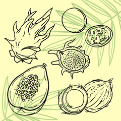 vector tropical fruit