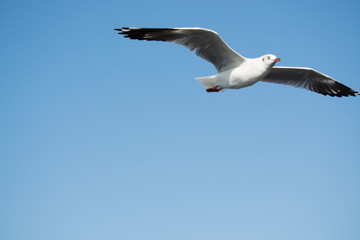 Seagull