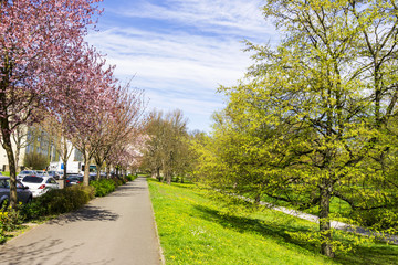 Naklejka premium Frühling im Park