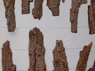 ветки дерева на белом фоне  © Valentina A