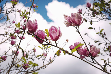 close-up of magnolia flower on the blooming tree, spring time