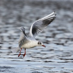 Fototapeta na wymiar Seagull in flight. 