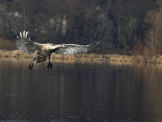 Young clumsy Mute Swan (Cygnus olor) is landing on water.