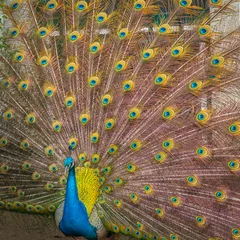 Fotobehang Portrait of Peacock © Ruslan Gilmanshin