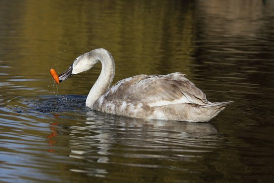 Young Mute Swan (Cygnus olor) is struggling with carrots.