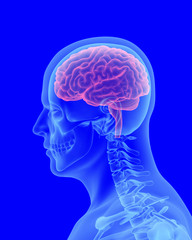  x-ray scan of human body with visible brain