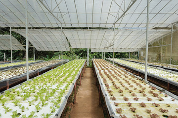 Young red oak, green oak, frillice iceberg , cultivation hydroponic green vegetable in farm plant, Chiang Mai Province Thailand