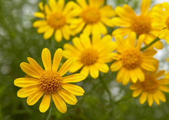 Field of yellow daisy