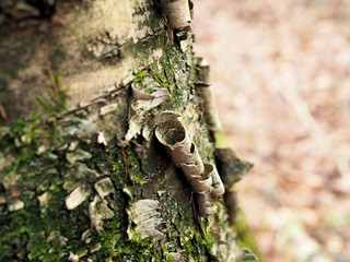 The bark of a birch rolled to a tube ready to be renewed
