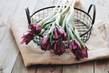 Tulips in iron tray